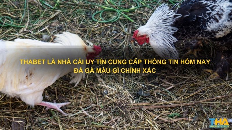 Thabet là nhà cái uy tín cung cấp thông tin hôm nay đá gà màu gì chính xác