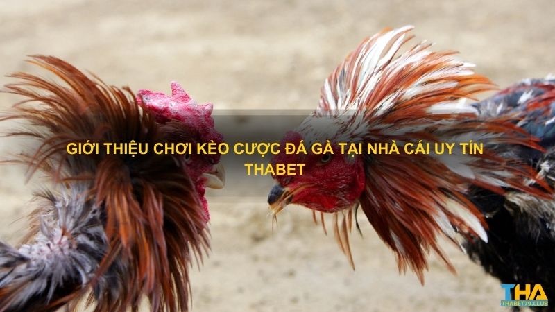 Giới thiệu chơi kèo cược đá gà tại nhà cái uy tín Thabet