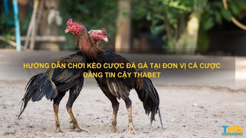 Hướng dẫn chơi kèo cược đá gà tại đơn vị cá cược đáng tin cậy Thabet