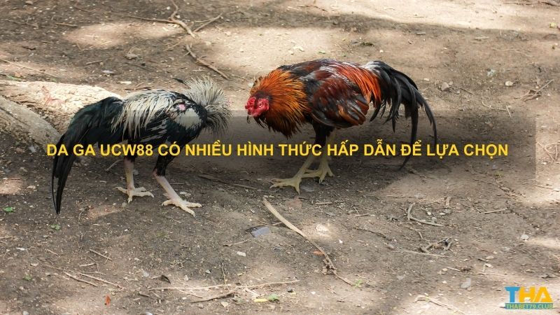 Da ga UCW88 có nhiều hình thức hấp dẫn để lựa chọn