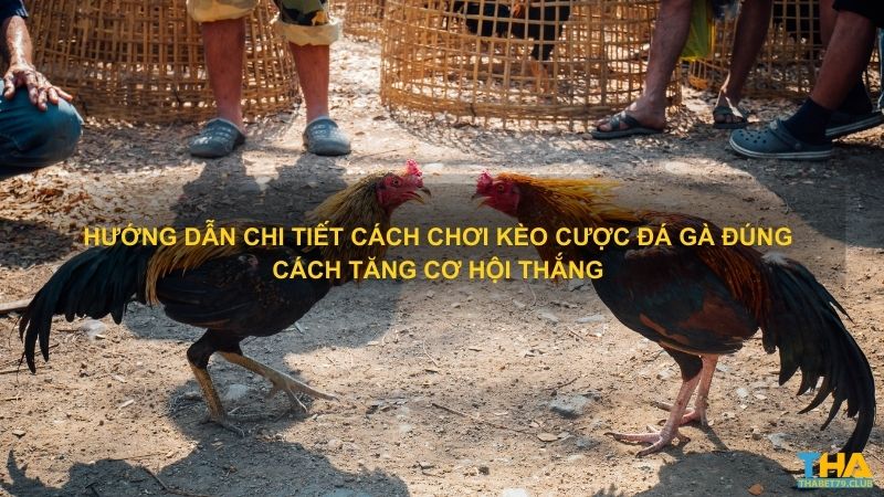 Hướng dẫn chi tiết cách chơi kèo cược đá gà đúng cách tăng cơ hội thắng