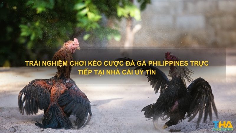 Trải nghiệm chơi kèo cược đá gà Philippines trực tiếp tại nhà cái uy tín