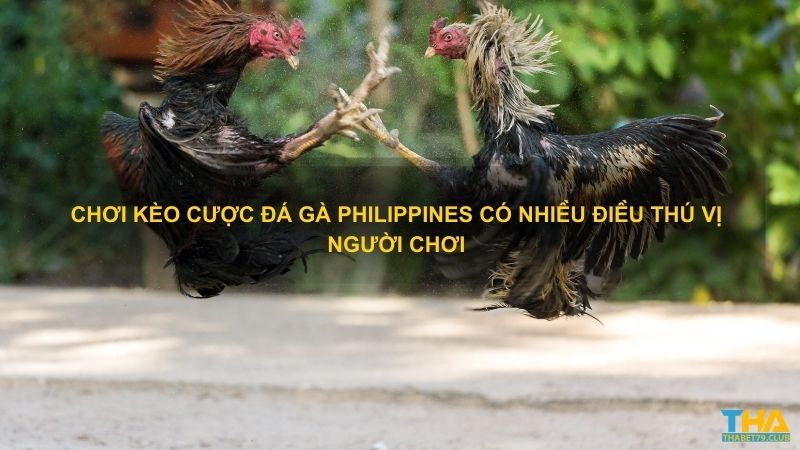 Trực tiếp đá gà Philippines có nhiều điều thú vị người chơi