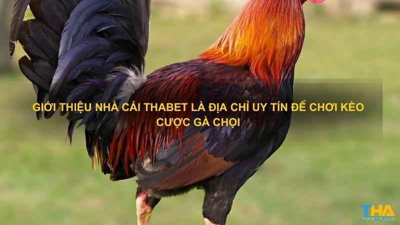 Giới thiệu nhà cái Thabet là địa chỉ uy tín để chơi kèo cược gà chọi