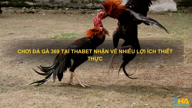 Chơi đá gà 369 tại Thabet nhận về nhiều lợi ích thiết thực