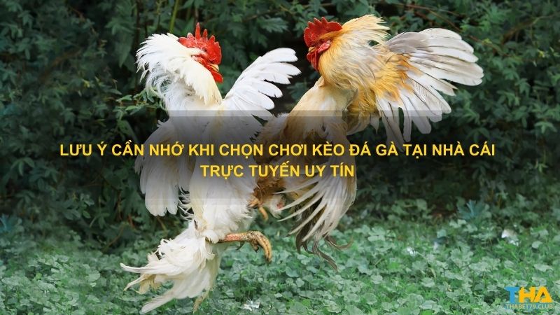 Lưu ý cần nhớ khi chọn chơi kèo đá gà tại nhà cái trực tuyến uy tín