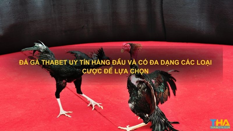 Đá gà Thabet uy tín hàng đầu và có đa dạng các loại cược để lựa chọn