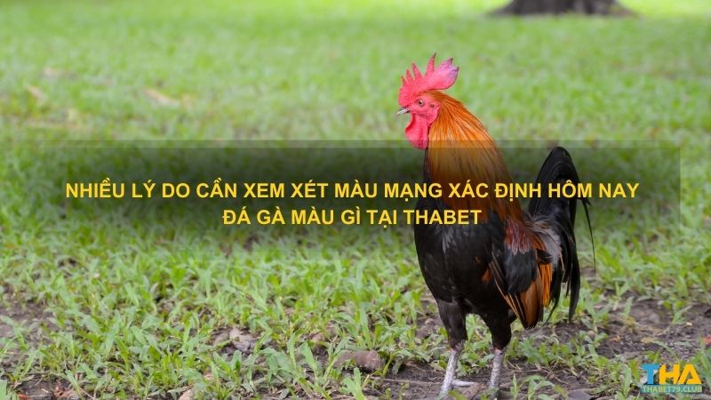 Nhiều lý do cần xem xét màu mạng xác định hôm nay đá gà màu gì tại Thabet