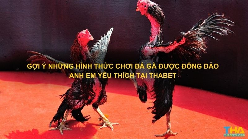 Gợi ý những hình thức chơi đá gà được đông đảo anh em yêu thích tại Thabet