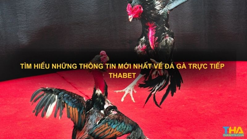 Tìm hiểu những thông tin mới nhất về đá gà trực tiếp Thabet