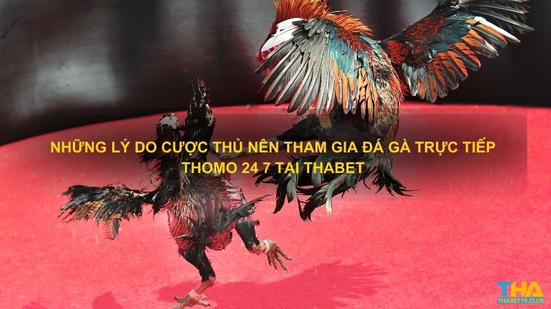 Những lý do cược thủ nên tham gia đá gà trực tiếp Thomo 24 7 tại Thabet