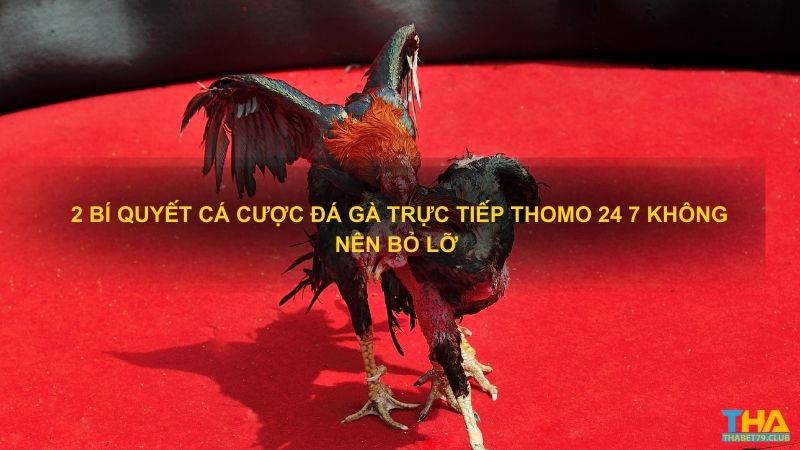  2 bí quyết cá cược đá gà trực tiếp Thomo 24 7 không nên bỏ lỡ